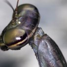 Mantis retrato